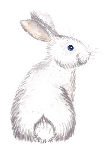 孤立的白兔子