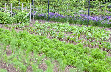 农村社区根菜紫洋葱梨树有机菜园, 可供夏季收获