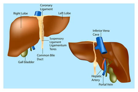 人体肝脏的解剖。肝脏的医疗结构。矢量图