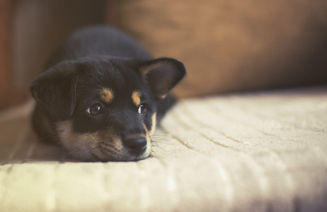 悲伤 shiba inu 在床上，老式的影响