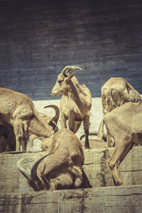 西班牙 ibex 在动物园