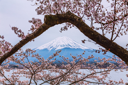 与樱花在湖河口湖，日本富士山