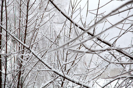 冬季森林与树上的雪