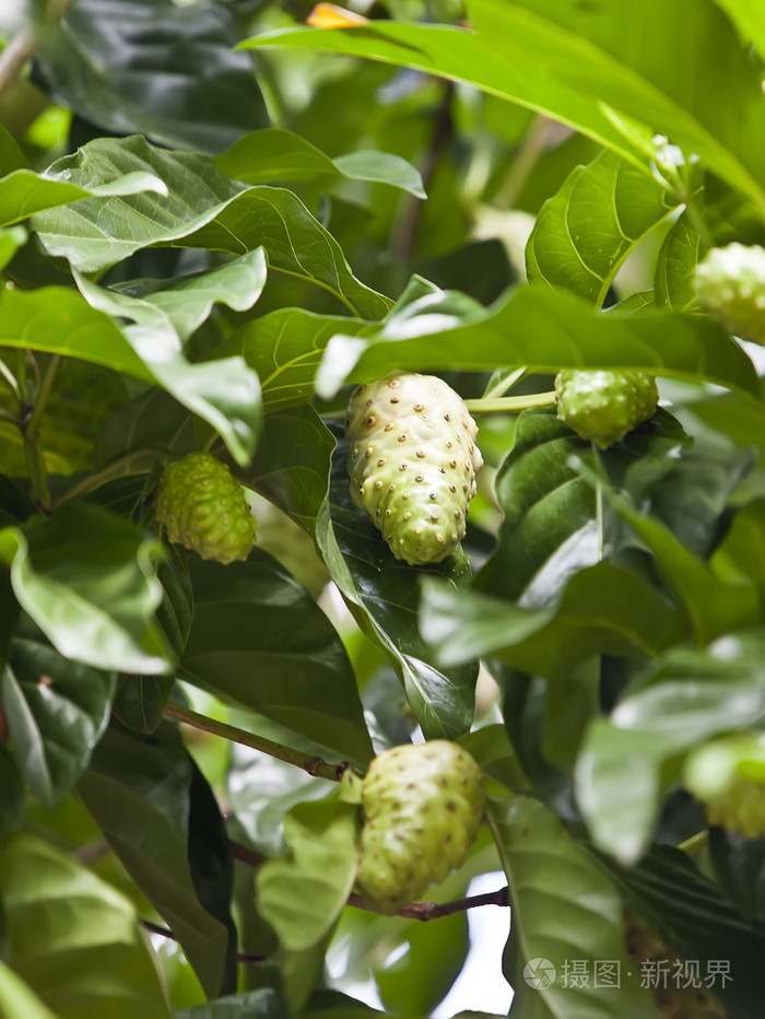 诺丽果诺丽在树上