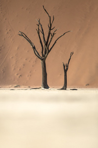 在 deadvlei，纳米比亚死树