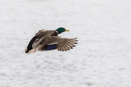 鸭在雪飞
