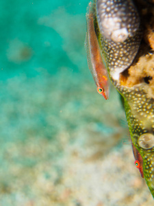 gobyfish 在海葵上