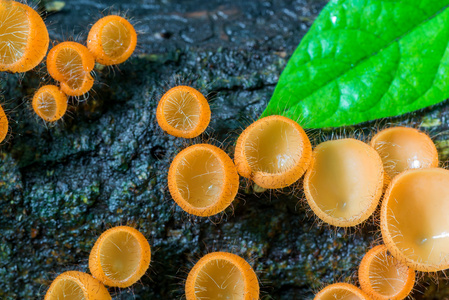 蘑菇香槟雨森林深处丛林中图片