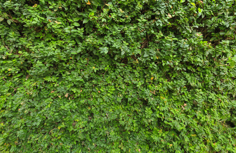 绿叶覆盖的墙砖