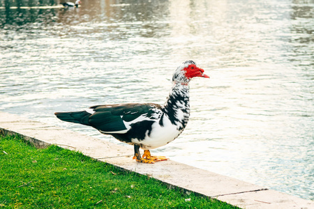 在城市公园的索林，克罗地亚，享受由水鸭