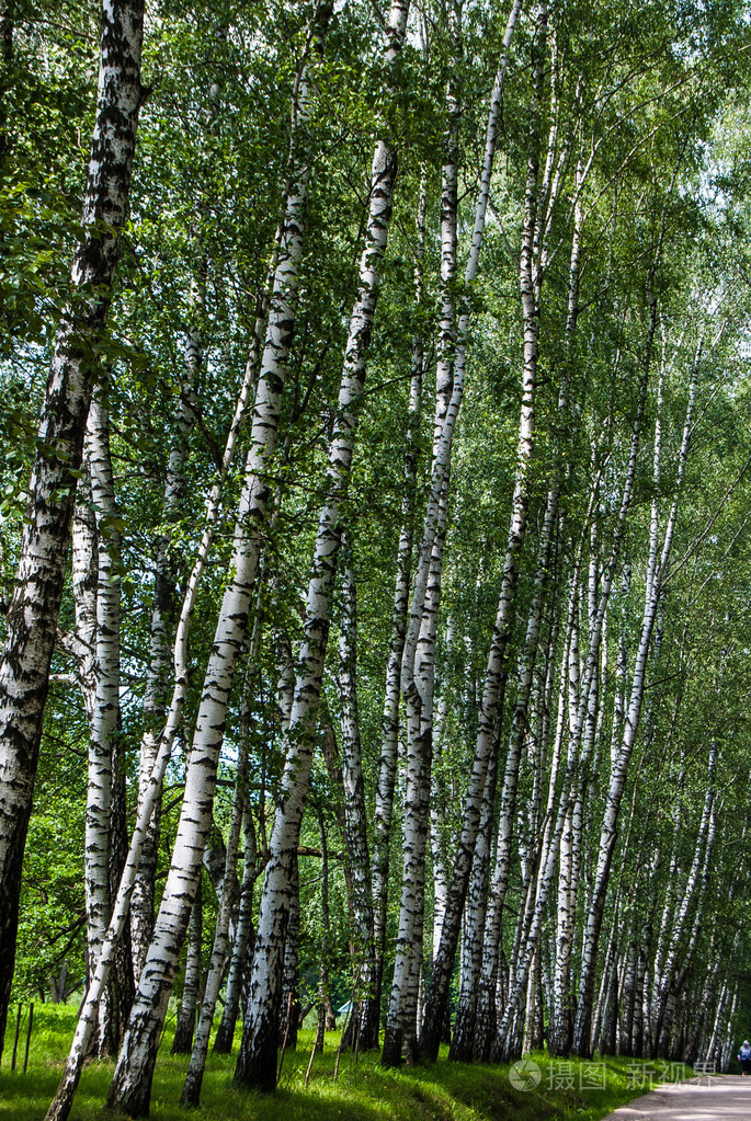 在公园里的白桦树干