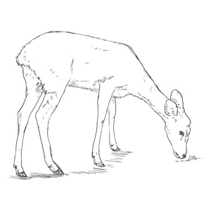 怎么画素描鹿图片