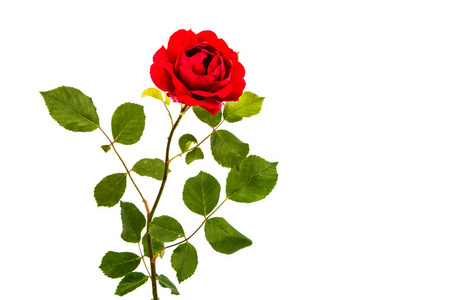 孤立的红玫瑰