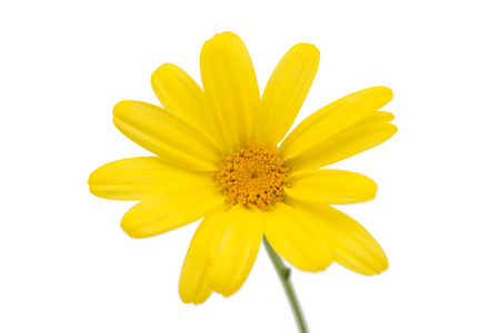 孤立的黄色雏菊