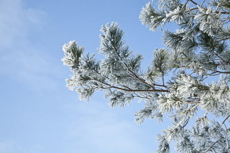 枞树在雪中的分支