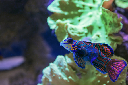 小热带鱼鳜鱼图片