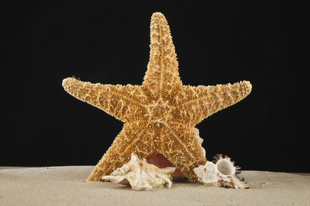 海星和贝壳躺在沙滩上