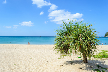 美丽的海滩与树在扬海滩，普吉岛，泰国