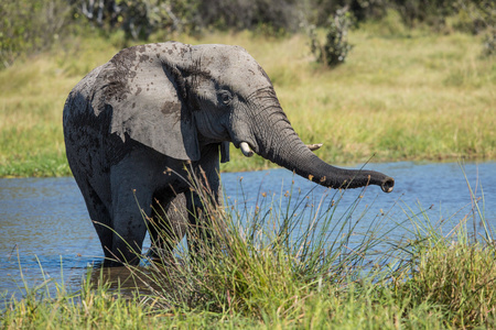 非洲大象在水萨武蒂博茨瓦纳