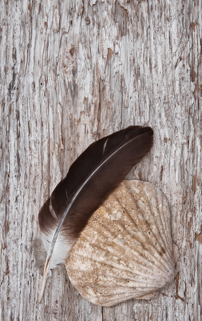 海贝壳和羽毛上的旧的木制背景
