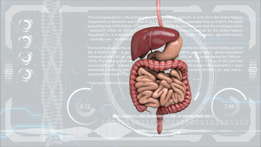 消化系统，肠道对 Hud 未来派背景