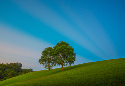 两棵大树与阳光和云彩山水风景照片