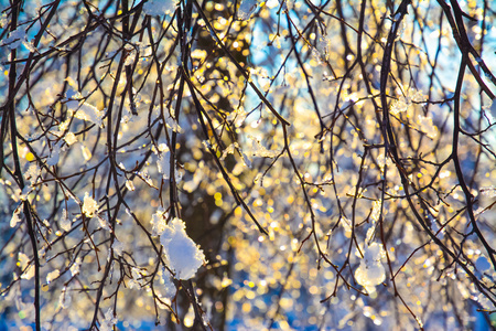 阳光下被白雪覆盖的树枝图片