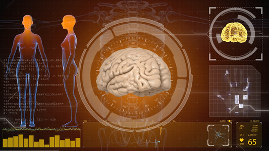 人体解剖学。人类的大脑。平视显示器背景。医疗概念解剖未来