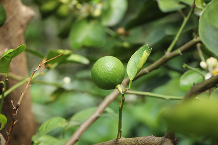 青柠檬树上照片