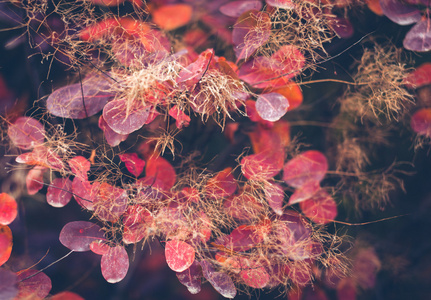 秋天的自然背景与缤纷的落叶上分支。软佛