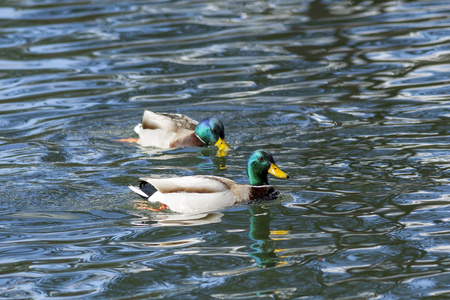 在池塘里的两只野鸭