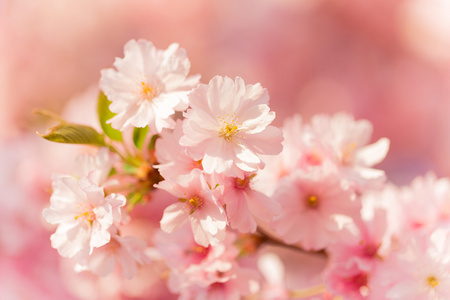 vren grnsen bakgrunden med rosa blomma