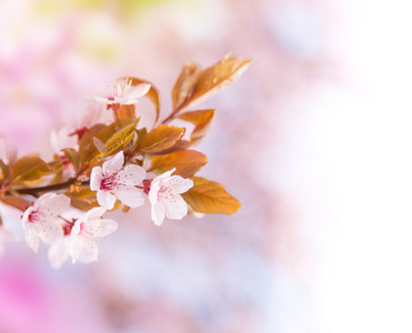 vren grnsen bakgrunden med rosa blomma