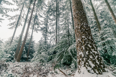 雪上松树林中