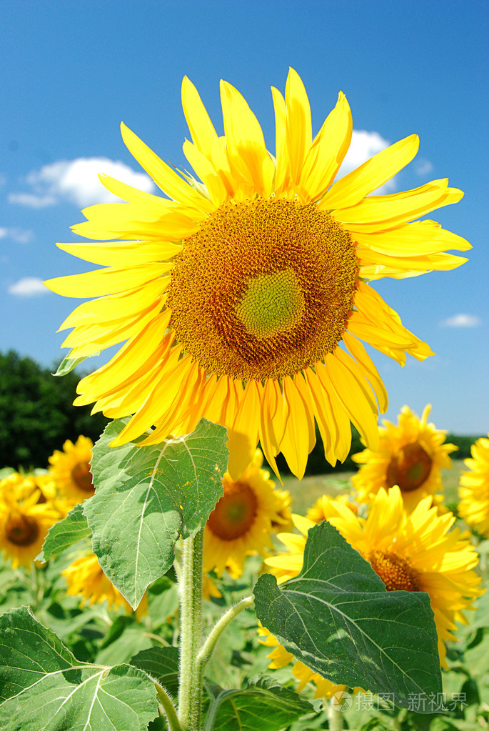 向日葵花映衬在蓝天下