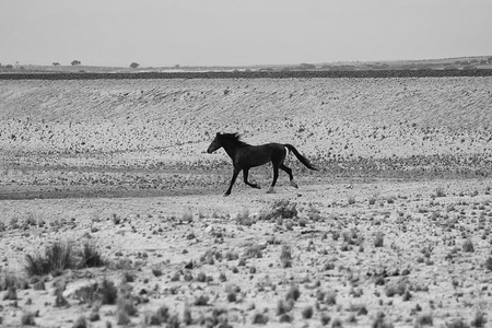 一匹野马在纳米比亚沙漠鲁布在路上到卢德里茨