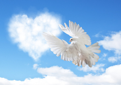 对着天空的鸽子图片