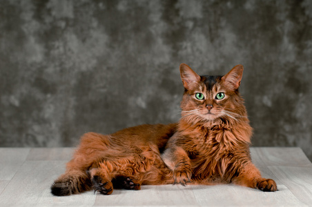 索马里猫肖像图片