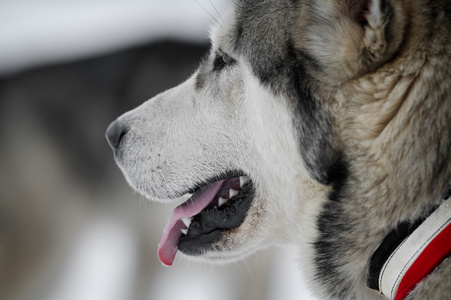 阿拉斯加雪橇犬肖像