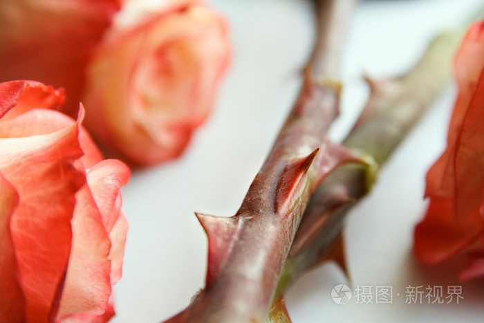 尖利的荆棘玫瑰