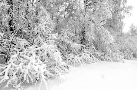 冬天与雪在树上