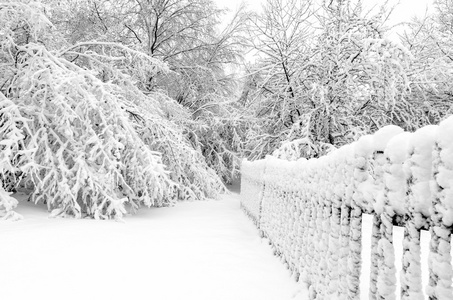 冬天与雪在树上