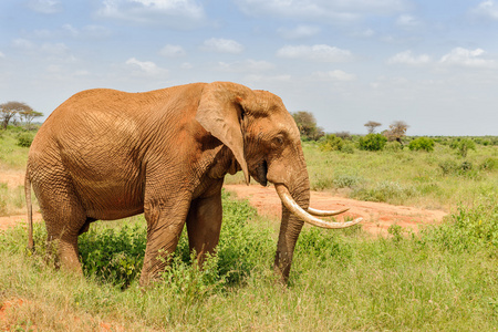 在马赛马拉肯尼亚大象图片