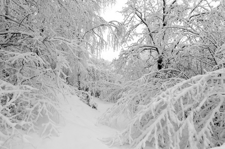 冬天与雪在树上