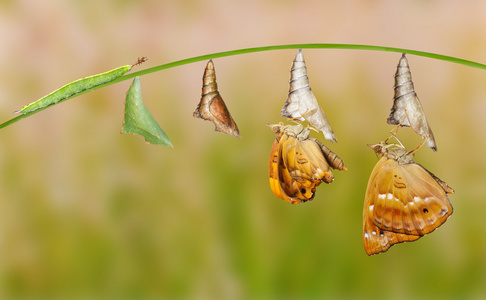 女黑王子蝴蝶的生命周期图片