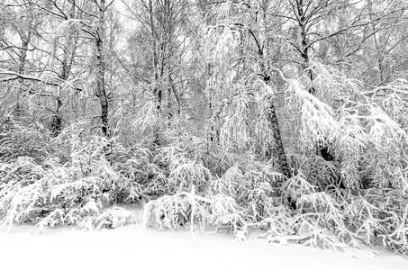 冬天与雪在树上