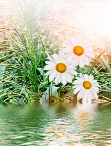 野花雏菊。夏日风景