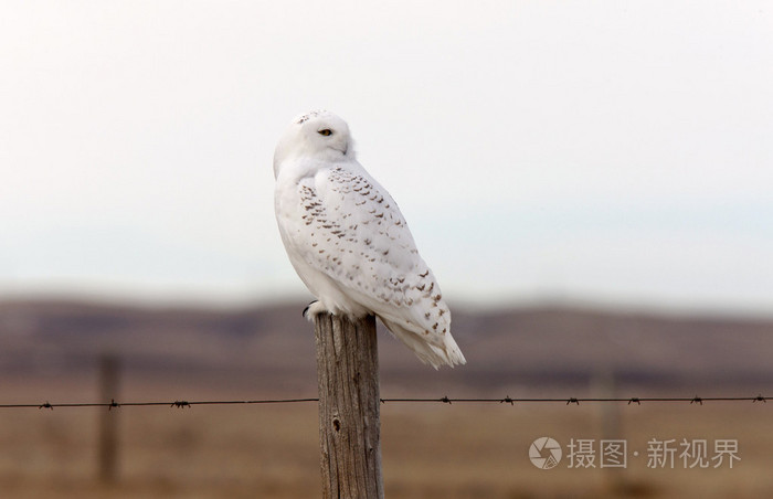 雪白的猫头鹰在栅栏上