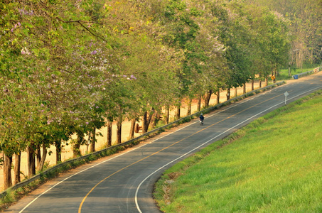 美丽的道路在美丽的树的中间