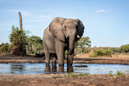 大象在一个水洞